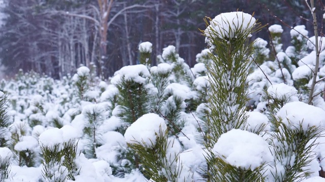 森林里下雪了视频素材