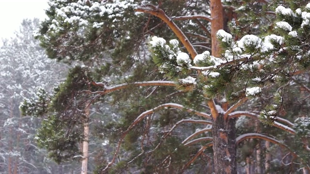 森林里下雪了视频素材