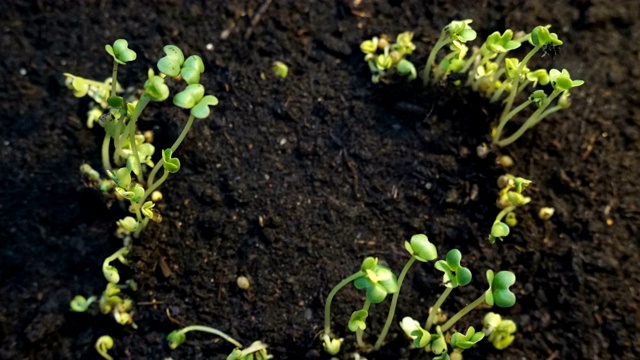 生长中的植物延时发芽。相框视频素材