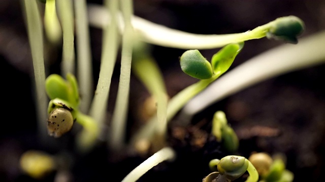 生长中的小植物延迟发芽视频素材