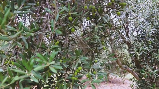 橄榄枝上成熟的绿橄榄。橄榄树在风中摇曳。种植园里的橄榄树。视频素材