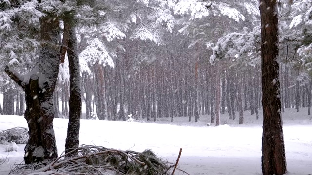 冬季降雪松林与白雪覆盖的树枝圣诞树视频素材