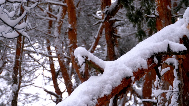 一棵松树的树干在冬天下雪的时候被雪覆盖。慢动作视频素材