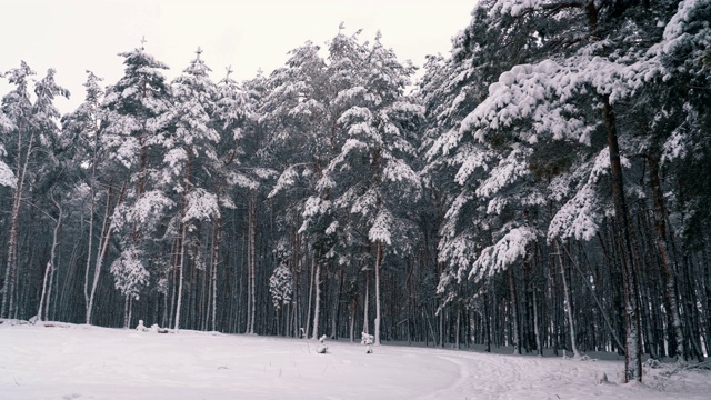 冬天下雪的松林和下雪的圣诞树视频素材