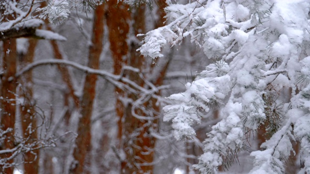 冬天下雪的松林和下雪的圣诞树视频素材