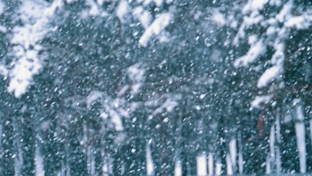 下雪的背景在冬天松林与下雪的圣诞树。慢动作视频素材