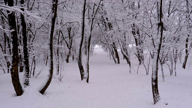 背景的冬天森林与白雪覆盖的树枝树视频素材