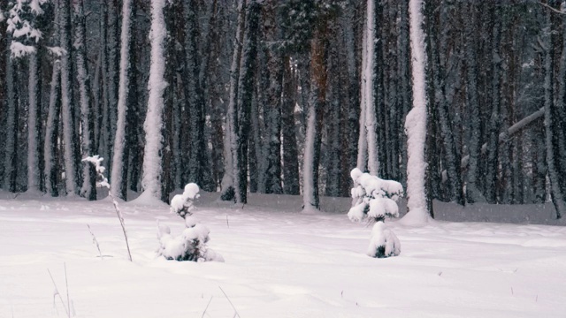 冬天下雪的松林和下雪的圣诞树视频素材