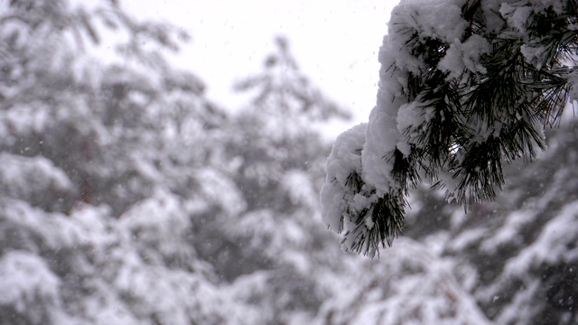 冬季松林与白雪覆盖的树枝圣诞树。慢动作视频素材