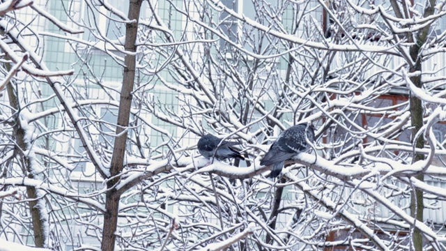 冬日里，两只鸽子坐在白雪覆盖的树枝上，背景是一栋公寓楼视频素材