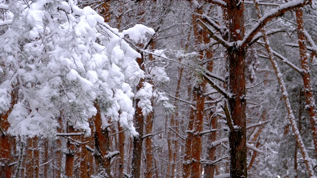 冬天下雪的松林和下雪的圣诞树视频素材