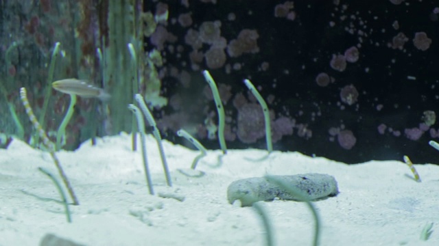 海斯花园鳗鱼水下视频素材