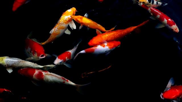 锦鲤在水族馆游泳的慢动作，花哨的鲤鱼鱼，俯视图视频素材