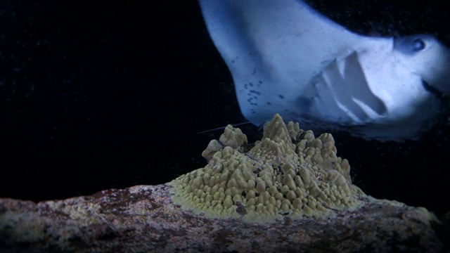 水下:红鱼和巨型蝠鲼在黑暗的海洋中游过珊瑚视频素材