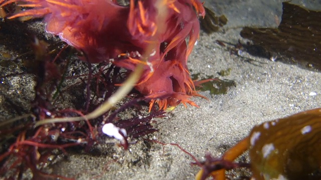 水下:令人惊叹的彩虹海蛞蝓和海底海葵视频素材