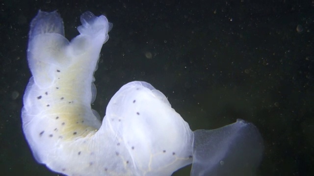 水下:奇特的白色海蛞蝓在黑暗的海洋游泳视频素材