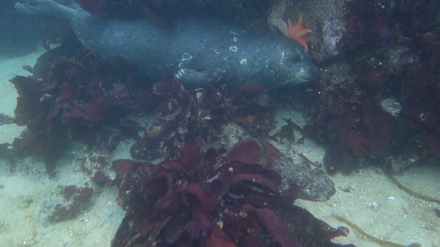 水下:可爱的海豹躺在海底视频素材