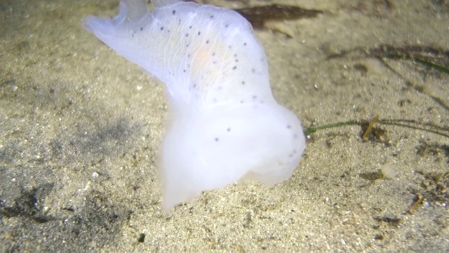 水下:奇特的白色海蛞蝓降落在海底视频素材