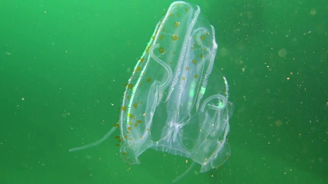 水下:斑点栉水母漂浮在浅绿色的海洋视频素材