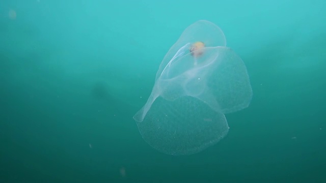 水下:美丽的游泳蜗牛在明亮的绿松石海洋视频素材