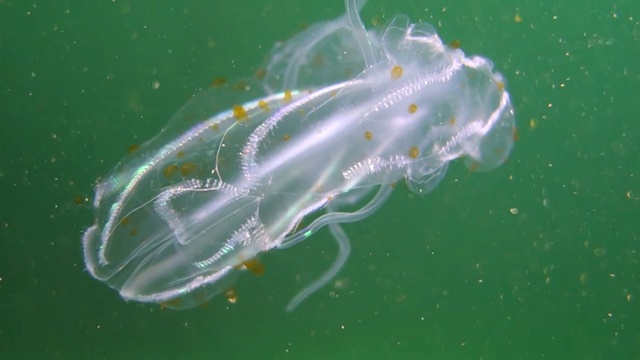 水下:在浅绿色水中游泳的斑点栉水母视频素材