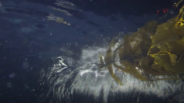 特写:海獭在海面上放松视频素材