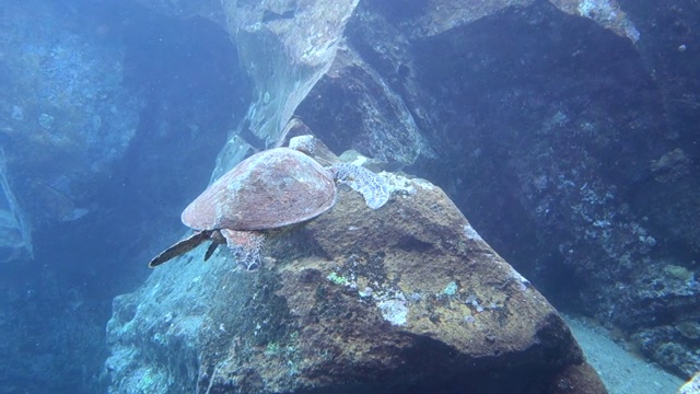 特写:海龟游过暗礁到公海视频素材