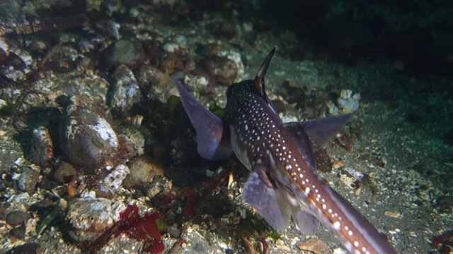 近/后:白色斑点鱼拍打着鳍在海底游泳视频素材