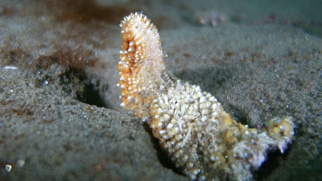 近距离观察:海底沙洞里的橙色白色海星视频素材