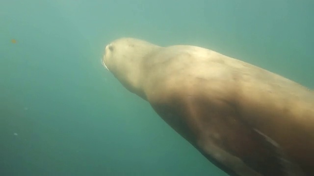 靠近/向下倾斜:海狮在浅水里嬉戏，海藻水视频素材