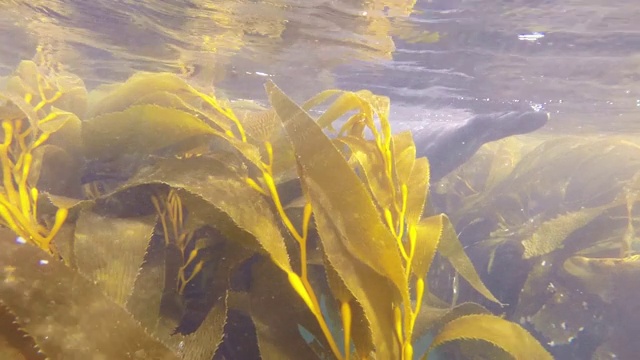 特写:海豹平静地游过水面旁的海藻森林视频素材