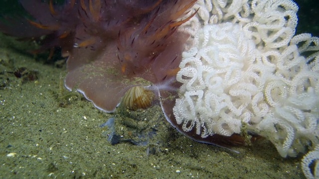 超近距离观察:裸鳃海蛞蝓卵在沙质海底摇曳视频素材