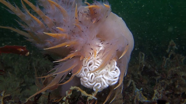 近距离观察:裸鳃海蛞蝓产卵摇摆视频素材