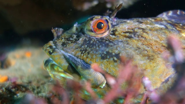 超级近距离:Tompot Blenny Rockpool鱼与一个张开的嘴视频素材