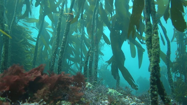 封锁:海藻和海藻在海浪中摇摆视频素材