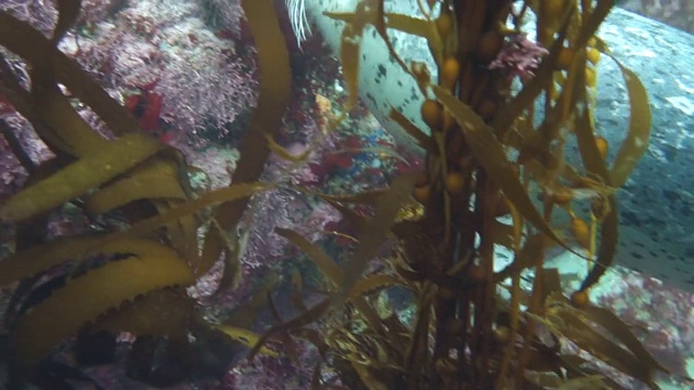 特写:水肺潜水员和海豹在海藻森林里玩耍和游泳视频素材