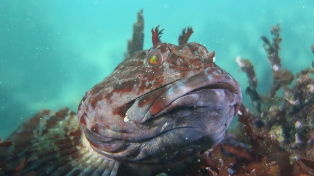 特写:Tompot Blenny Rockpool鱼朝镜头游去视频素材