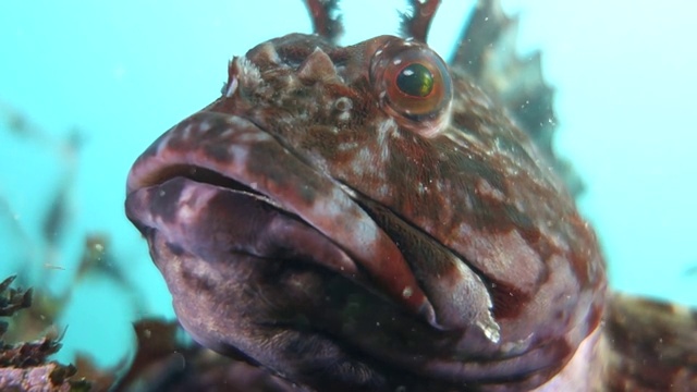 近距离观察:封闭的Tompot Blenny Rockpool鱼与漂浮的粒子一起休息视频素材