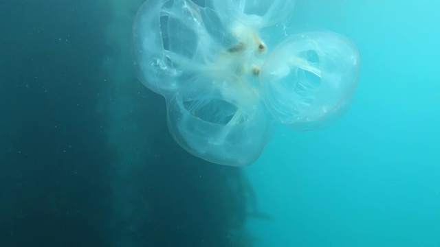 特写:半透明的水母漂浮在海洋中视频素材