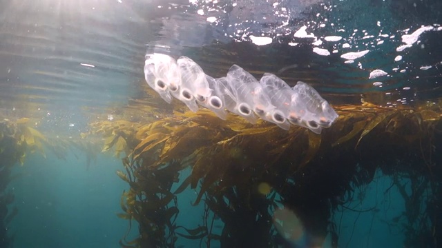 特写:浮在水面上的樽海鞘水母视频素材