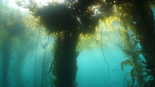 广角镜头:大量的海藻漂浮在水面上视频素材