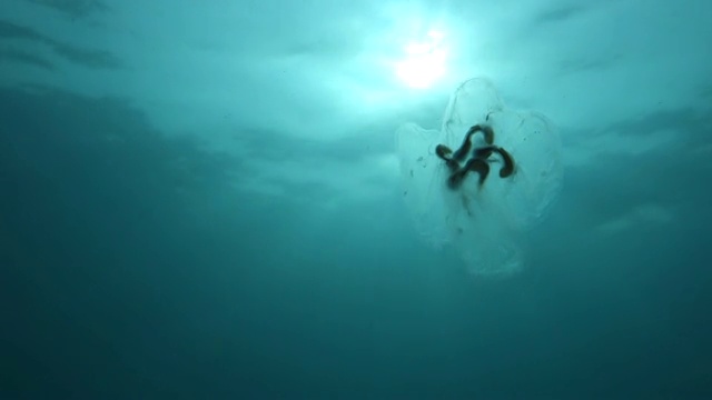 特写:半透明的水母漂浮在阳光明媚的水面上视频素材