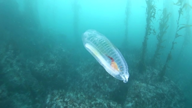 特写:半透明的水母漂浮在海洋中，后面是海藻视频素材