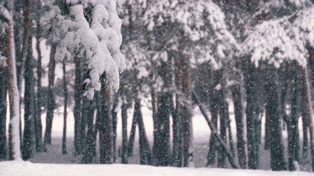 冬天下雪的松林和下雪的圣诞树视频素材