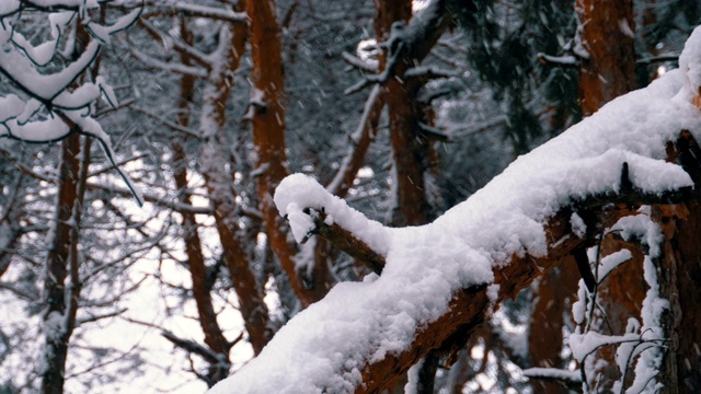 一棵松树的树干在冬天下雪的时候被雪覆盖。慢动作视频素材