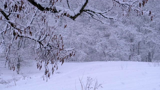 背景的冬天森林与白雪覆盖的树枝树视频素材