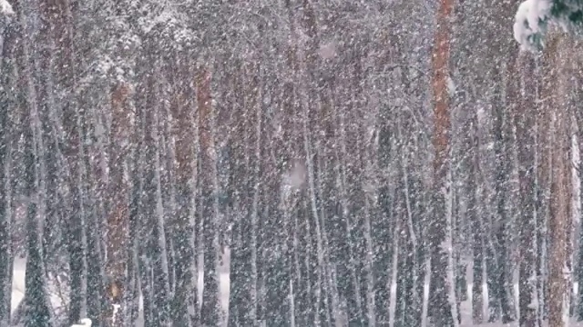 冬天下雪的松林和下雪的圣诞树视频素材