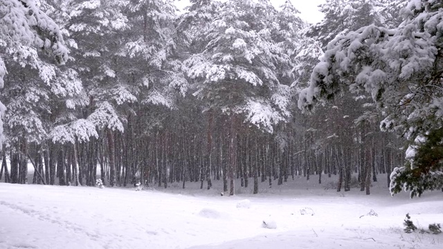 冬天下雪的松林和下雪的圣诞树视频素材