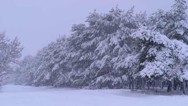 冬天下雪的松林和下雪的圣诞树。慢动作视频素材