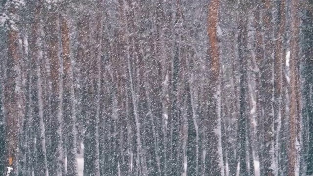 冬天下雪的松林和下雪的圣诞树。慢动作视频素材